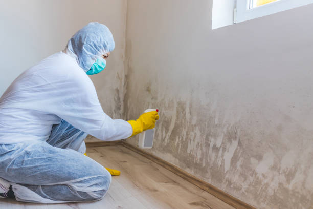 Licensed Mold Remediation service in Chevy Chase, MD - WQB Mold Removal